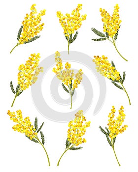 Silver Wattle or Mimosa with Bipinnate Leaves and Yellow Racemose Inflorescences Vector Set