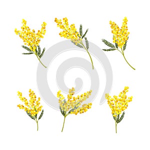 Silver Wattle or Mimosa with Bipinnate Leaves and Yellow Racemose Inflorescences Vector Set
