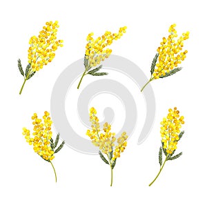 Silver Wattle or Mimosa with Bipinnate Leaves and Yellow Racemose Inflorescences Vector Set