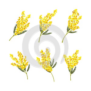 Silver Wattle or Mimosa with Bipinnate Leaves and Yellow Racemose Inflorescences Vector Set