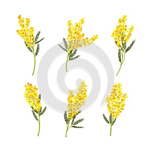 Silver Wattle or Mimosa with Bipinnate Leaves and Yellow Racemose Inflorescences Vector Set