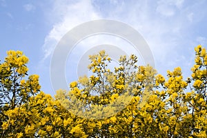 Silver wattle tree with flowers blooming