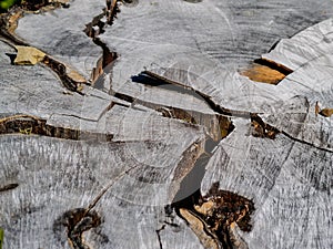 Silver of weathered tree stump cut and cracked