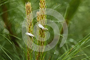 Silver wedding ring on a grass background