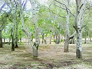 Silver, white, afghan poplars