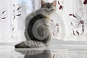 Silver Burmilla cat is sitting on shiny floor