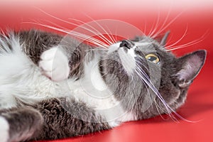 Silver-and-white cat playing on a red background