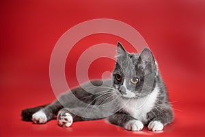 Silver-and-white cat lying on a red background