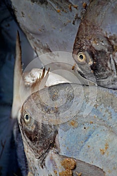 Silver or White Pomfret Fishes for Sale