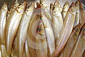 Silver whiting (Sillago ciliata)