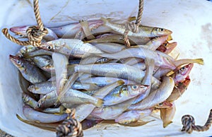 Silver whiting or Silver Sillago has just been caught and sold at a seafood market