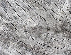 Silver wood background. Wooden texture close up photo. White old tree near the sea.