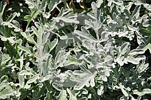 Silver wormwood (Artemisia stelleriana)
