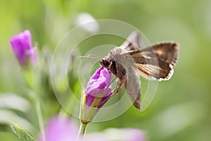 Silver Y - Autographa gamma