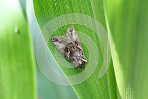 The Silver Y Autographa gamma is a migratory moth of the family Noctuidae