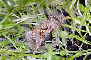 The Silver Y Autographa gamma is a migratory moth of the family Noctuidae.