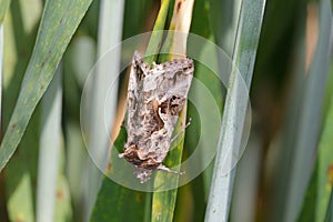 The Silver Y Autographa gamma is a migratory moth of the family Noctuidae.