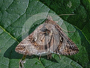 Silver Y Moth