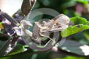 Silver Y moth, Autographa gamma