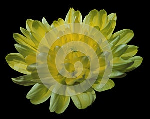 Silver-yellow chrysanthemum flower. black isolated background with clipping path. Closeup.