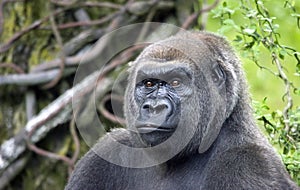 Silverback