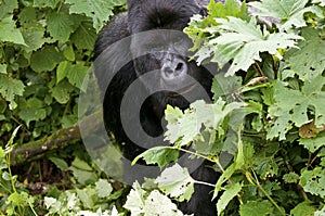 Silverback in the branches