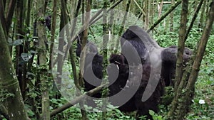 Silverback, female and baby mountain gorilla