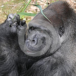 Silverback gorilla