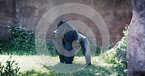 A silverback gorilla