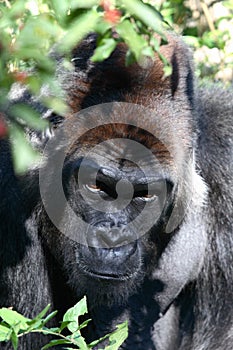 Silverback Gorilla