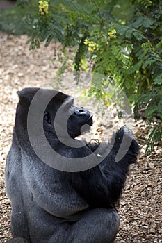 Silverback Gorilla