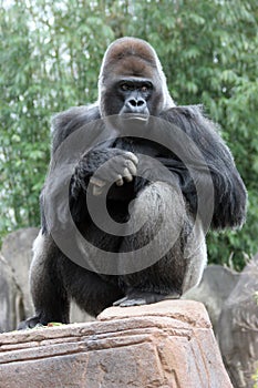 Silverback Gorilla