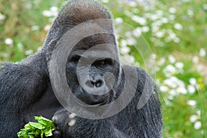 Silverback Gorilla