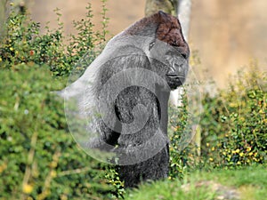 Silverback gorilla