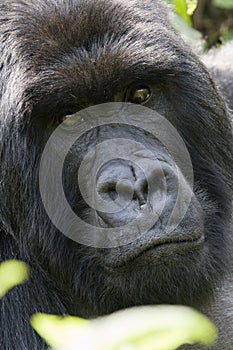 Silverback Gorilla