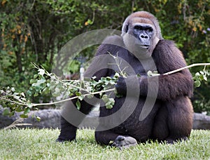 Silverback Gorilla