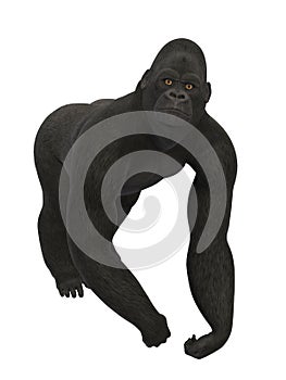 Silverback Gorilla, ape isolated on white