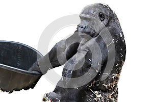 Silverback Gorilla (Gorilla beringei) Isolated on a White Background with Copy Text Space.