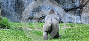 Silverback Gorilla busch gardens