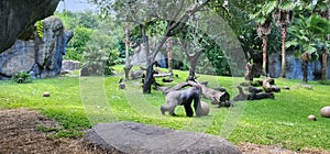 Silverback Gorilla busch gardens