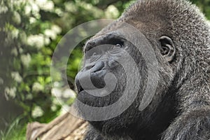 Silverback gorilla close up portrait doubtful