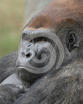 Silverback Gorilla closeup portrait