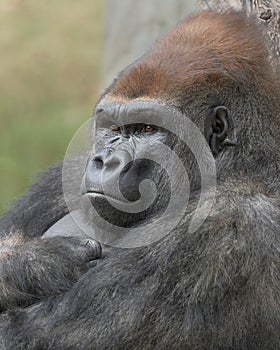 Silverback Gorilla closeup portrait