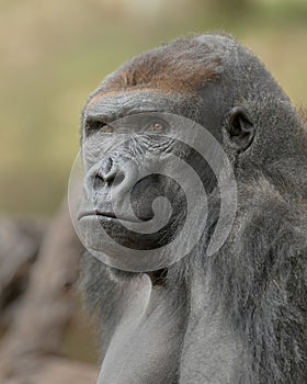Silverback Gorilla closeup portrait