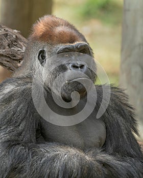 Silverback Gorilla closeup portrait