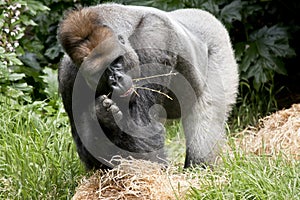 Silverback gorilla eating