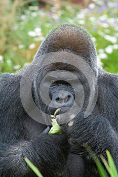 Silverback Gorilla eating