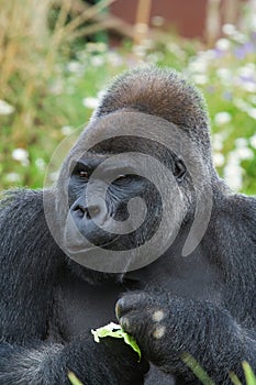 Silverback Gorilla eating