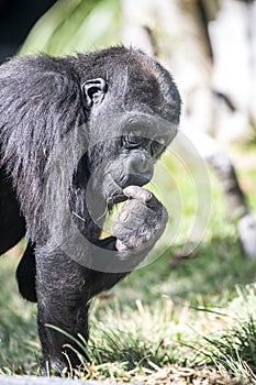 Silverback gorilla eating grass