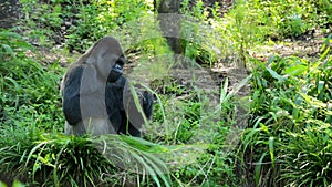 Silverback Gorilla Eating Leaves